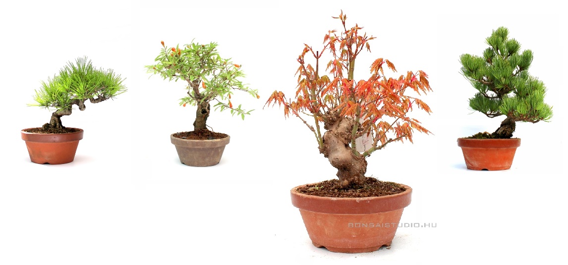 bonsai, bonsaj, prebonsai, bonsai alapanyag, bonsai eloanyag, vasarlas rendeles, ordering, buying, marczika bonsai studio, erd, hungary, yamadori bonsai eloanyagok prebonsaiok es konteneres bonsai fa a marczika kerteszetbol